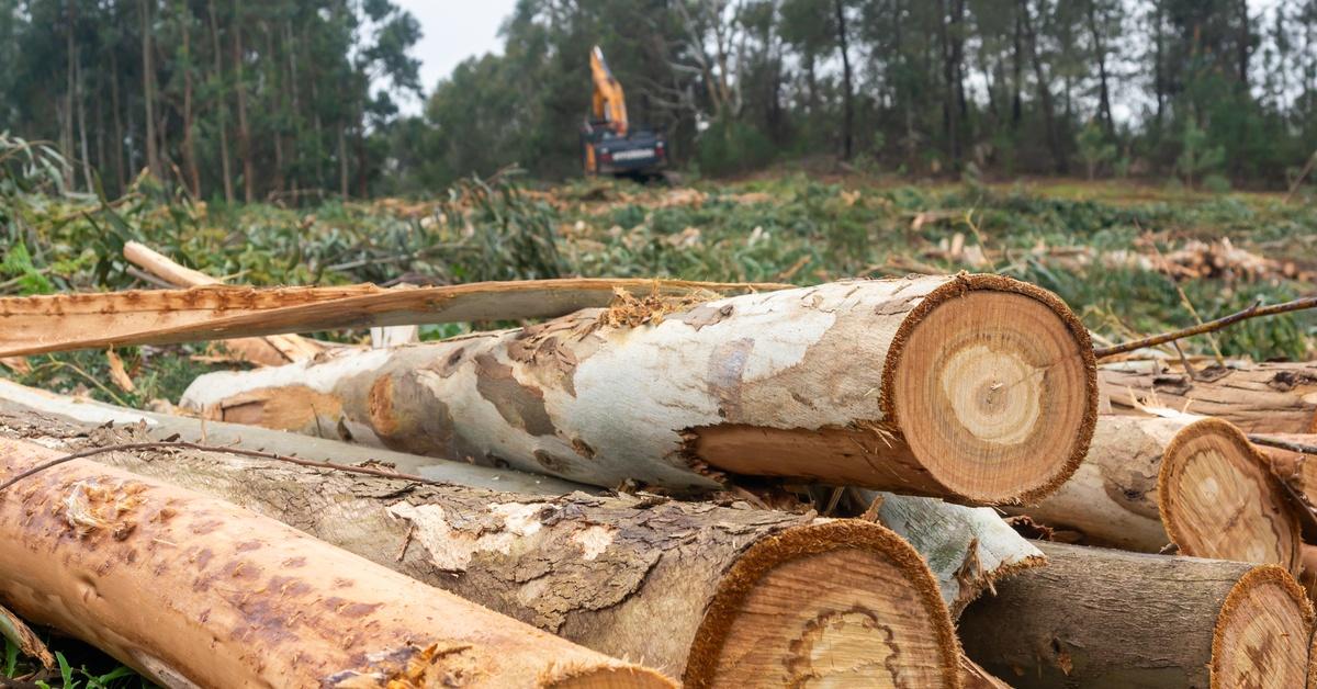 A stack of felled logs rests in the foreground of a forest, where a construction crane is visible in the background.